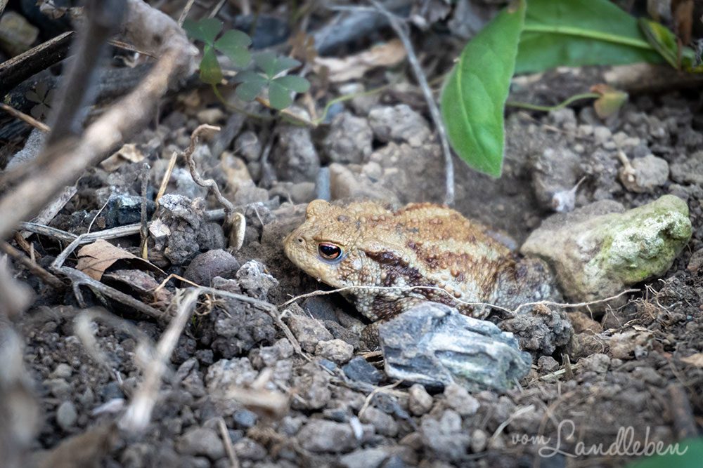 Erdkröte überwintert im Gewächshaus