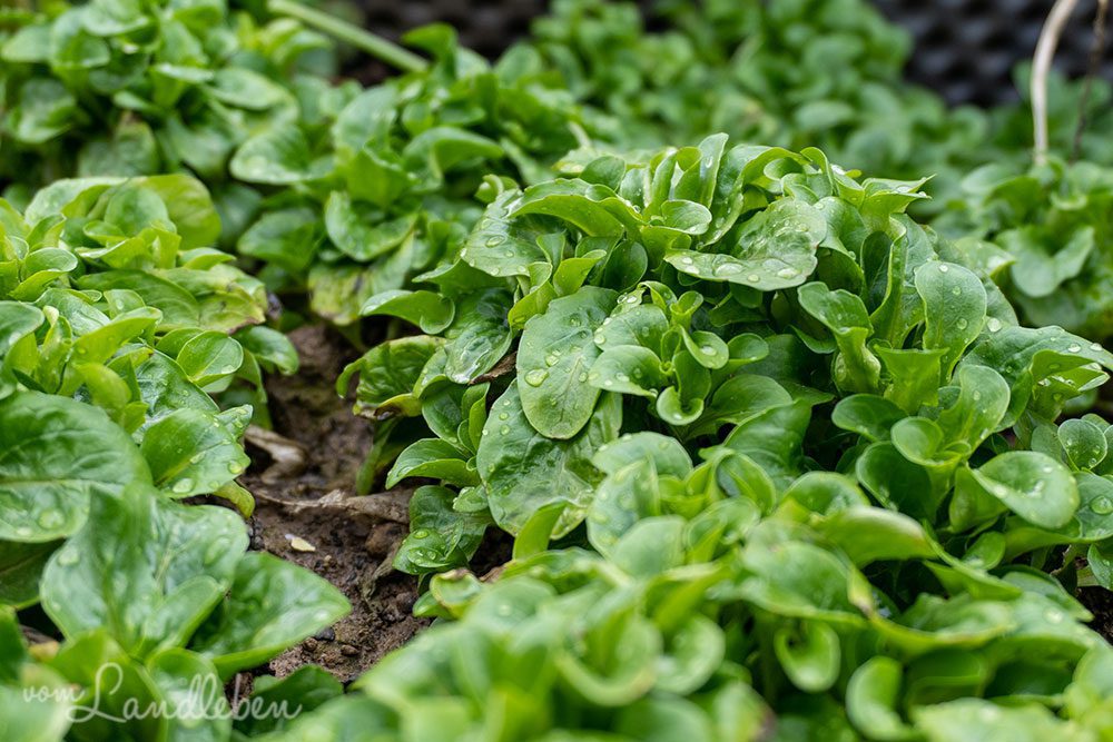Feldsalat im Februar 2022
