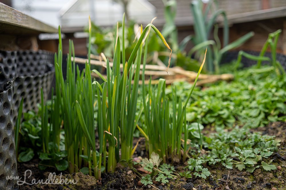 Knoblauch im Februar 2022