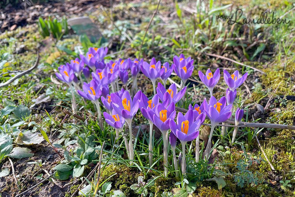 Blühende Krokusse