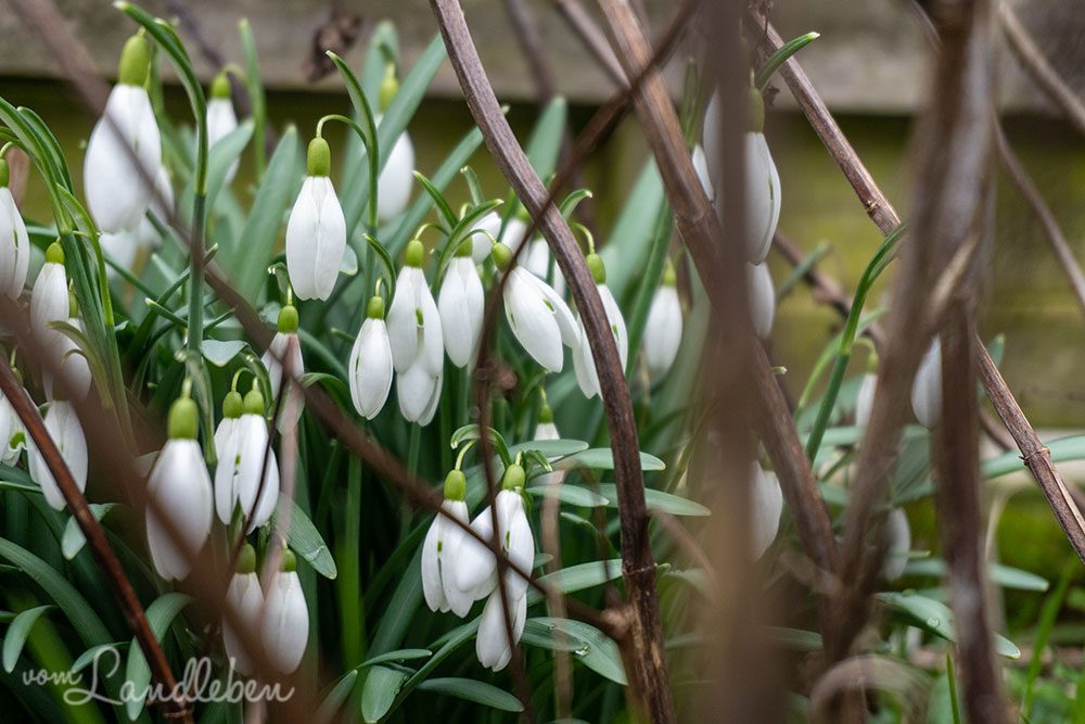 Schneeglöckchen