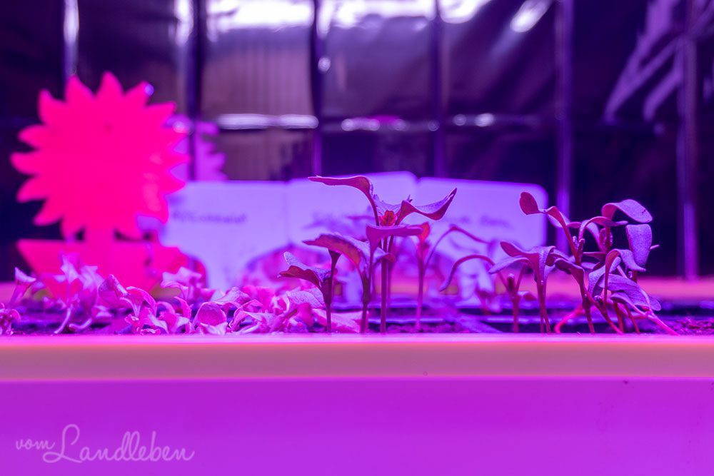 Anzuchtregal mit LED-Panel