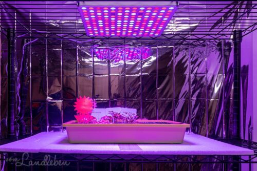 Anzuchtstation mit LED-Pflanzenlampen