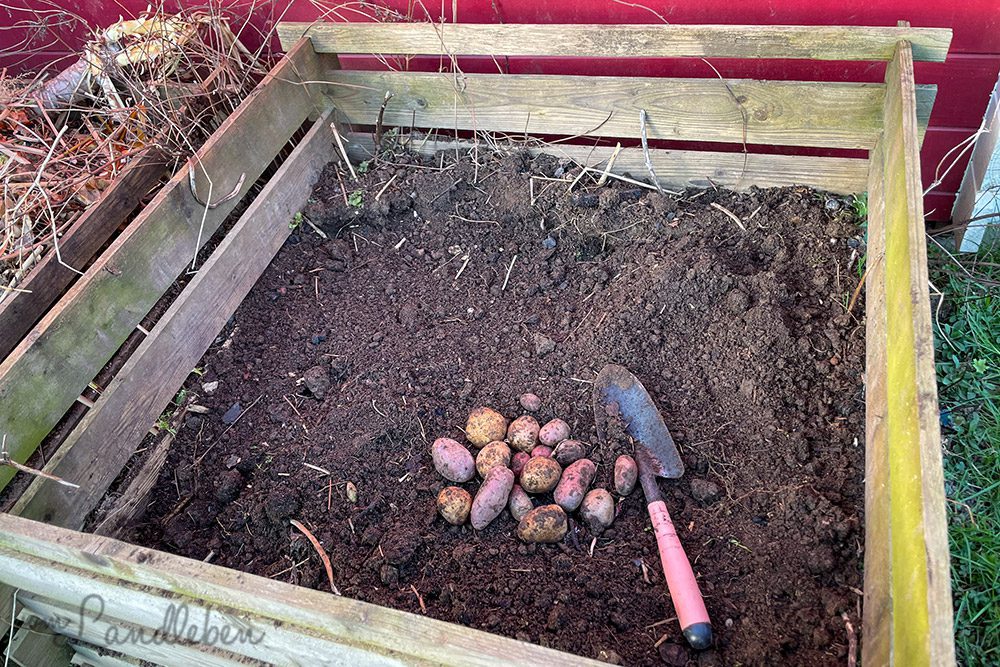 Kartoffeln im Komposthaufen