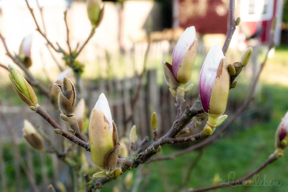 Knospen an der Magnolie