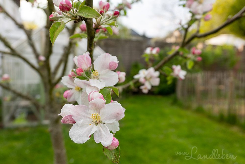 Apfelblüte