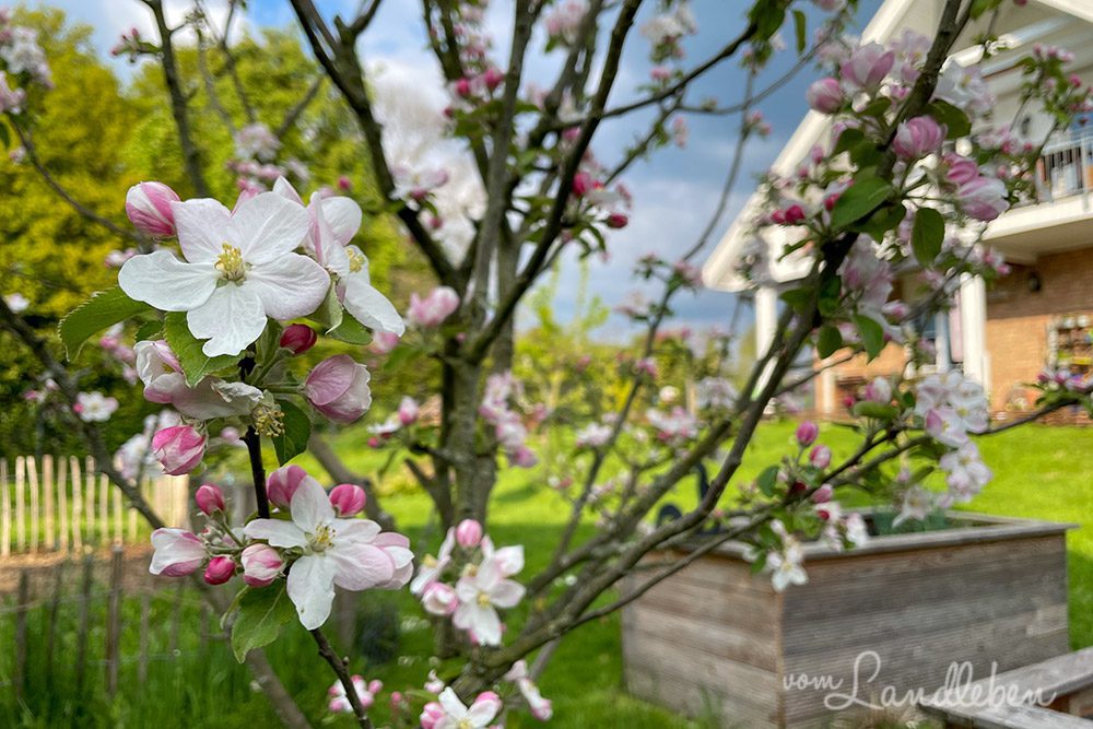 Apfelblüte