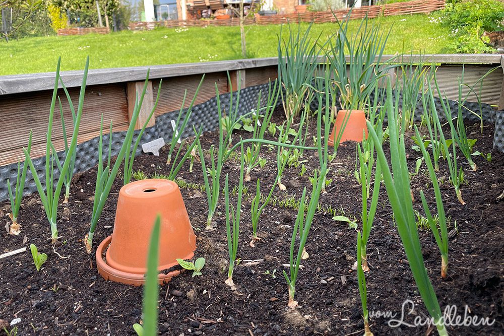 Hochbeet im April 2022