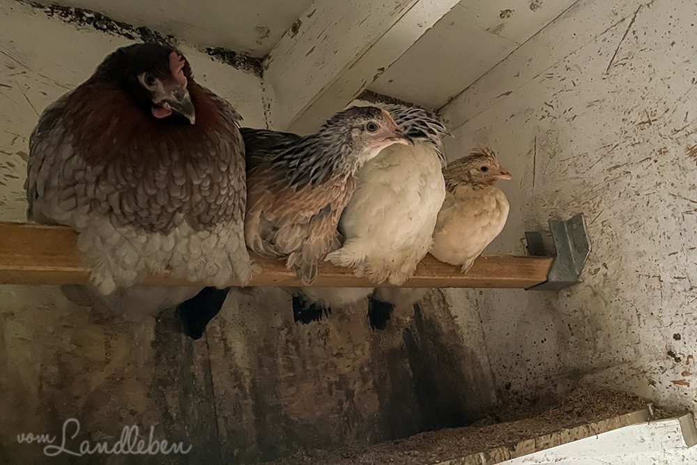 Hühner auf der Stange