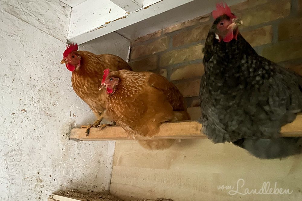 Hühner auf der Stange