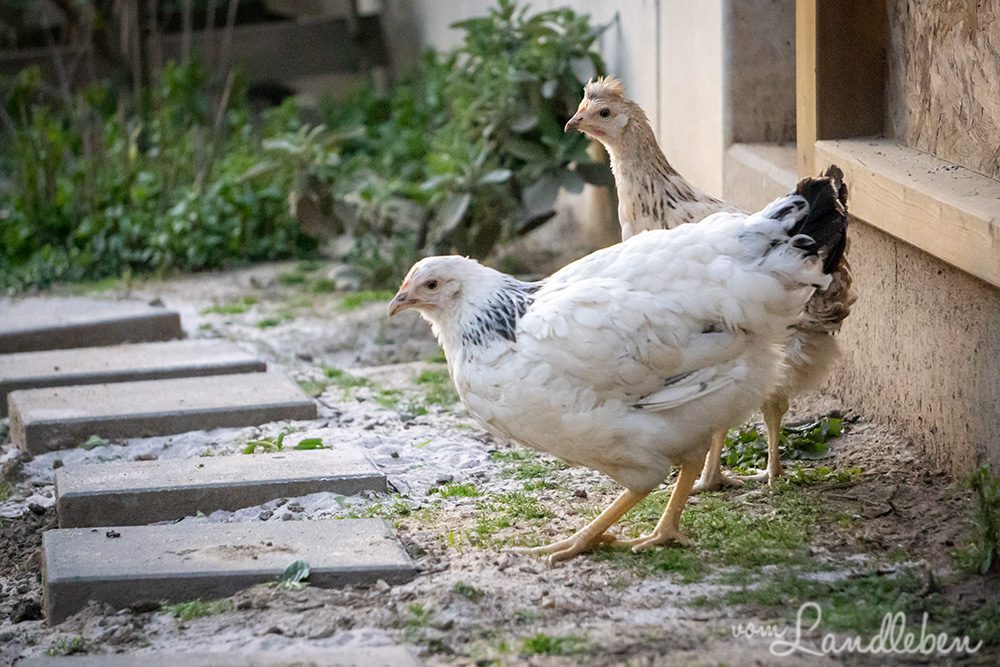 Martha und Pünktchen