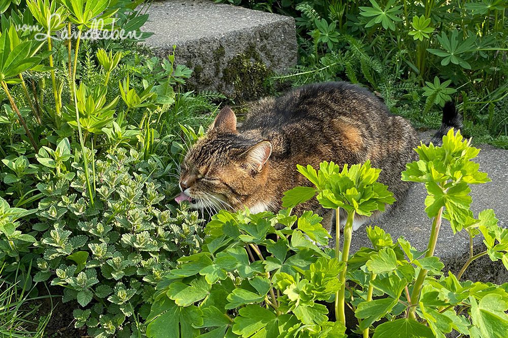 Katze an Katzenminze