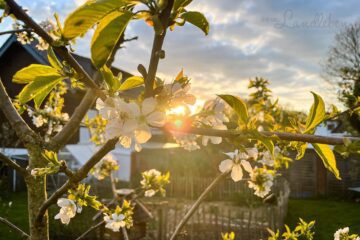 Kirschblüte