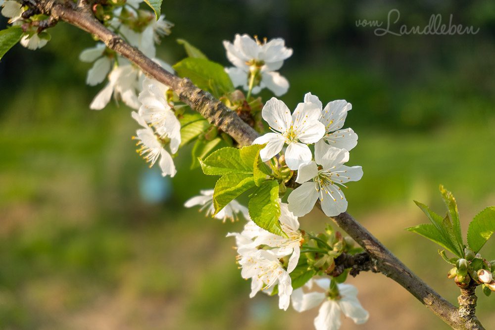 Kirschblüte
