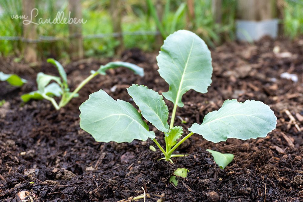 Kohlrabi im April 2022