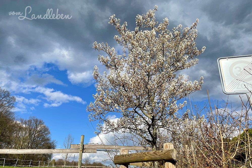 Blühende Kupferfelsenbirne