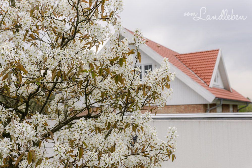 Blühende Kupferfelsenbirne