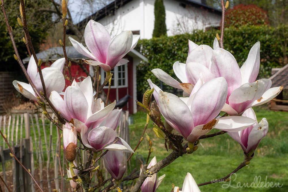 Blühende Magnolie