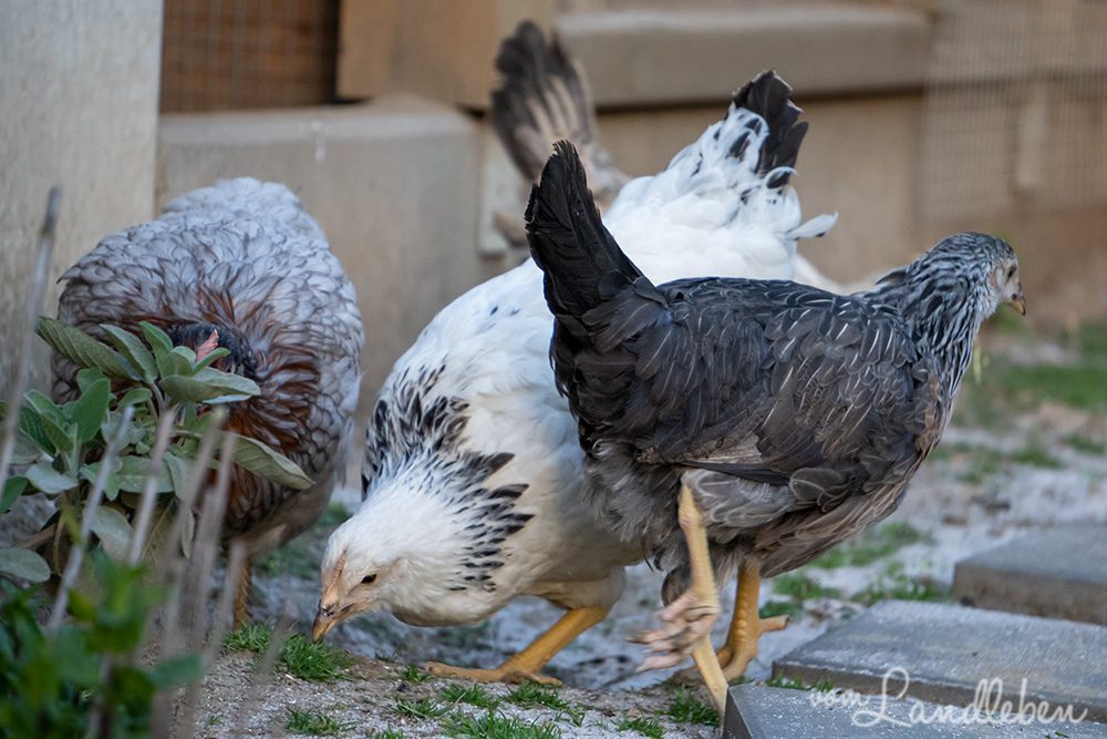 Neue Hühner