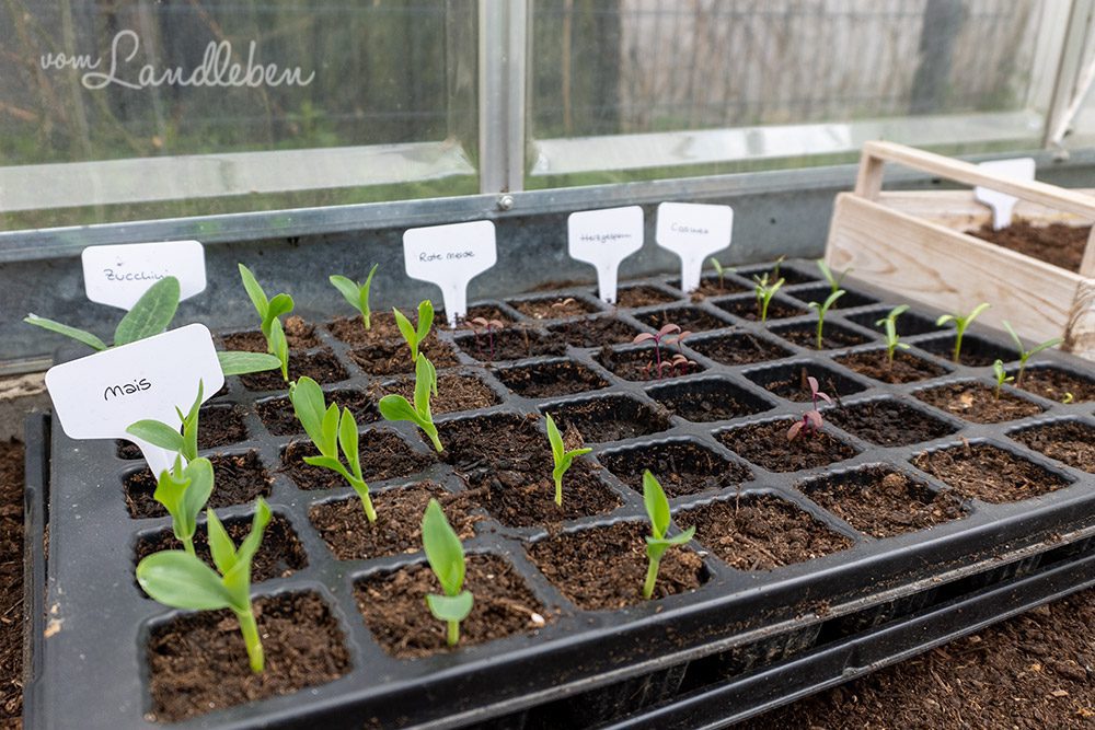 Anzucht in Pflanzplatten im Gewächshaus