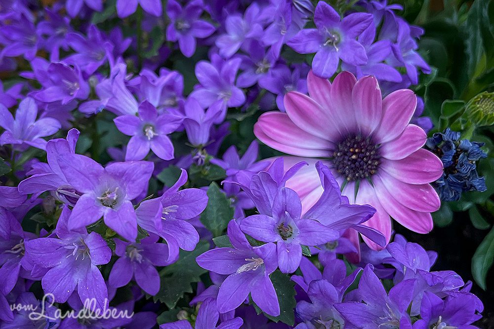 Campanula und Kapmargerite