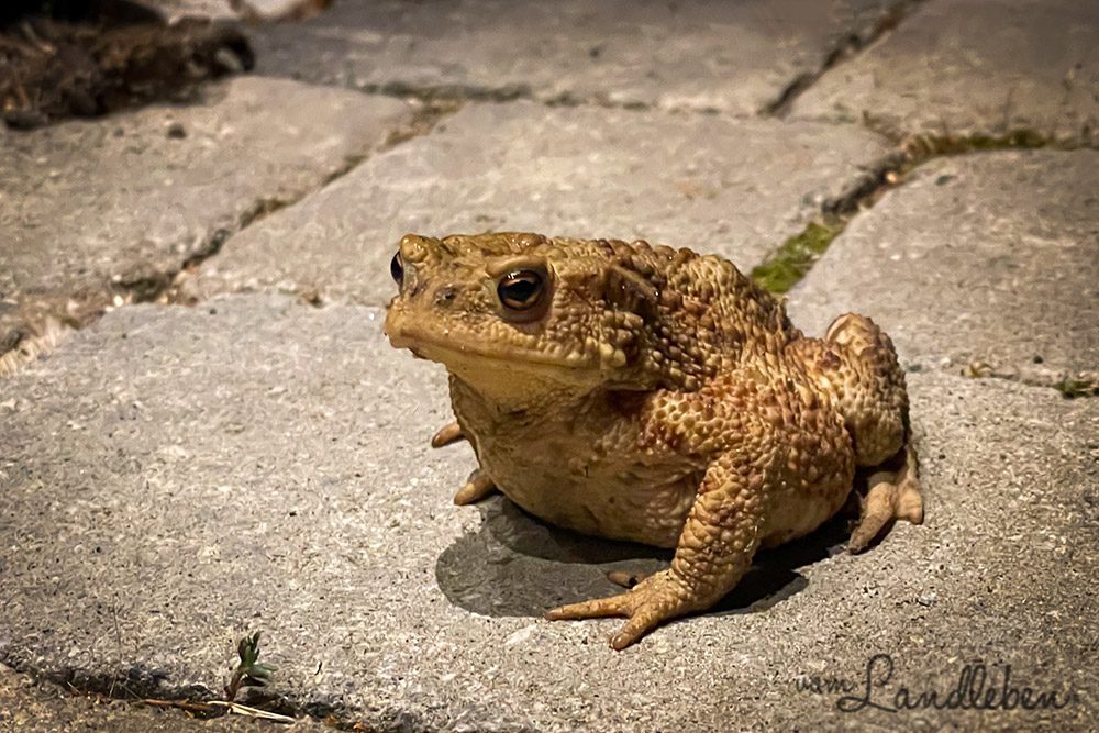 Erdkröte