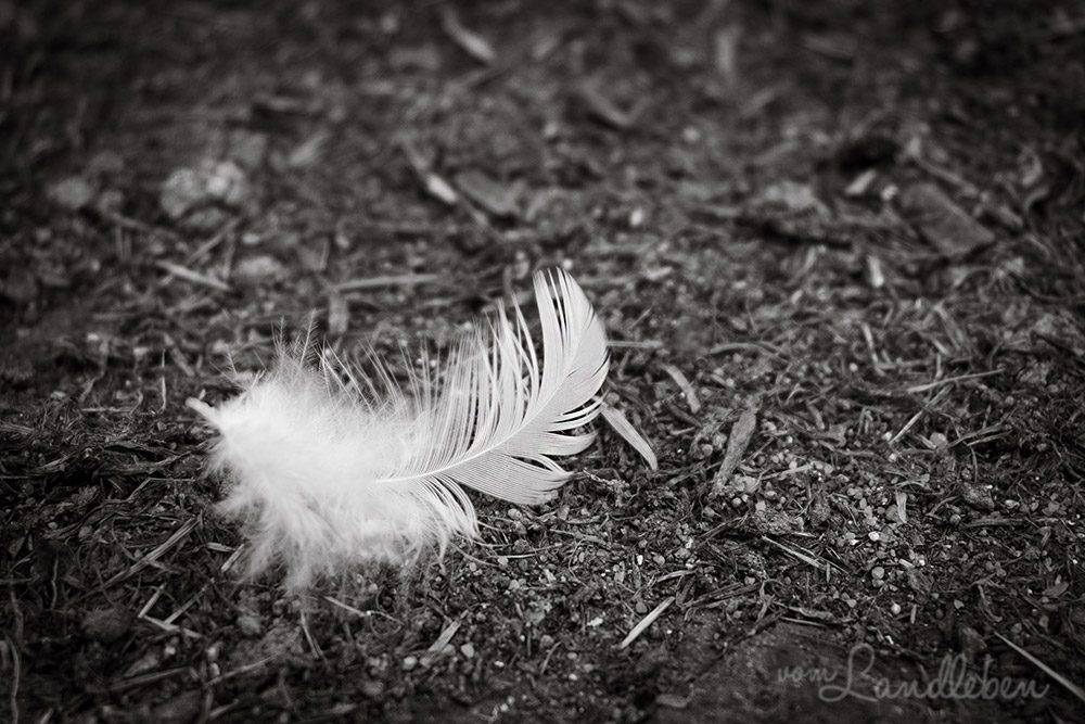 Fuchsangriff bei den Hühnern