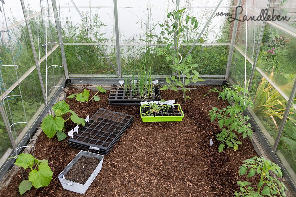 Gewächshaus im Mai 2022