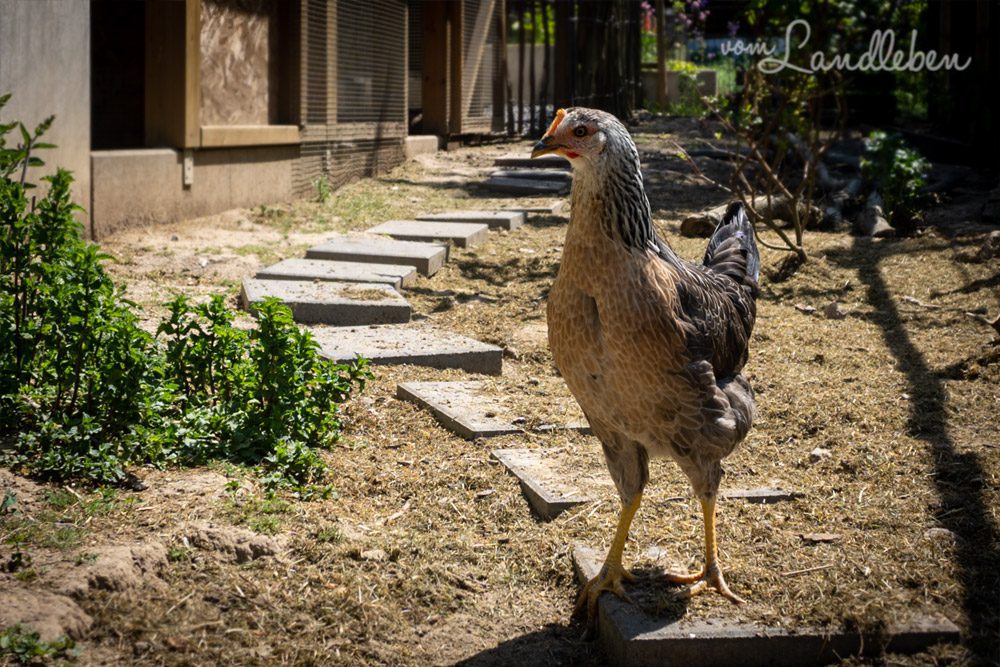 Unsere Hühner - Claire