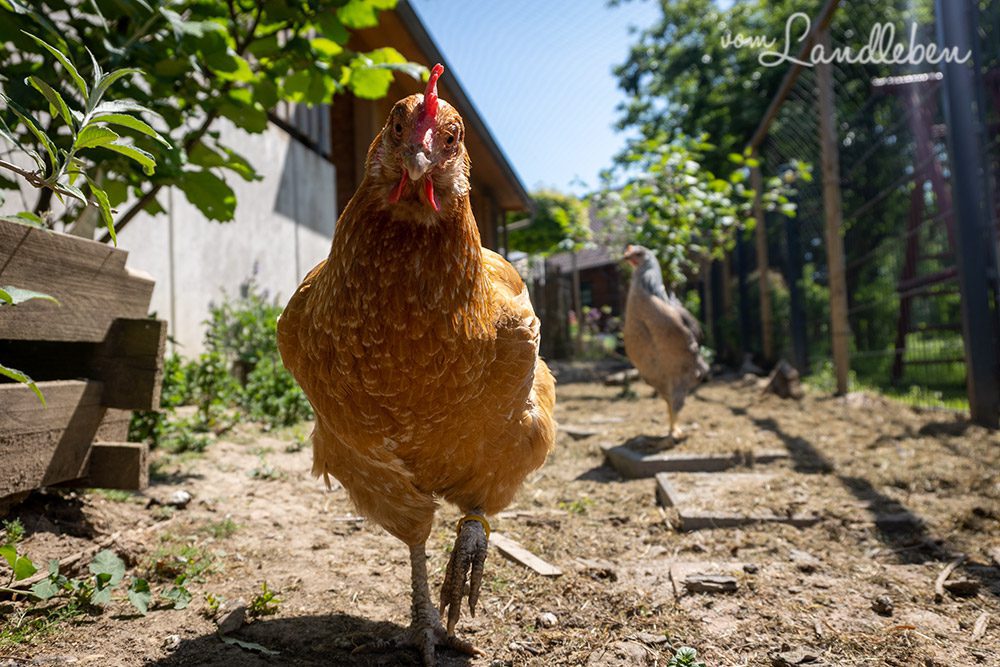 Unsere Hühner - Henriette