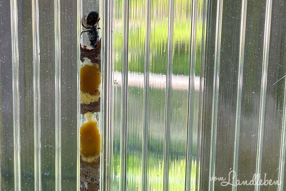 Wildbiene nistet in Frühbeetaufsatz