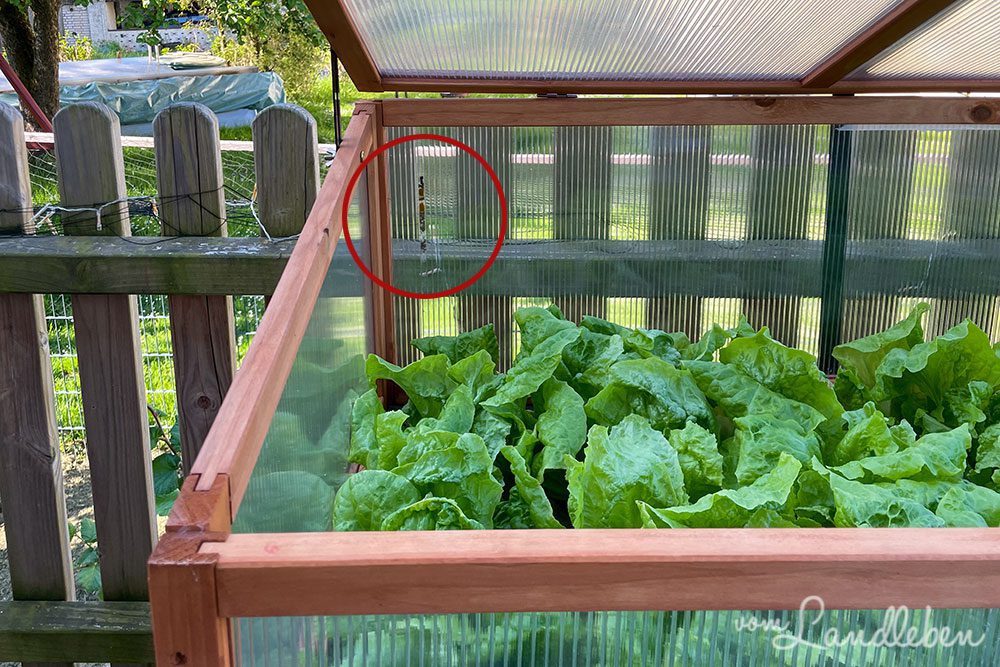 Wildbiene nistet in Frühbeetaufsatz