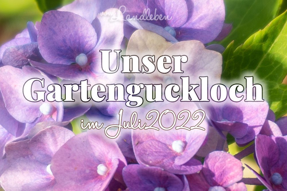 Gartenguckloch Juli 2022