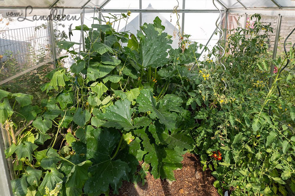 Gewächshaus im Juli 2022