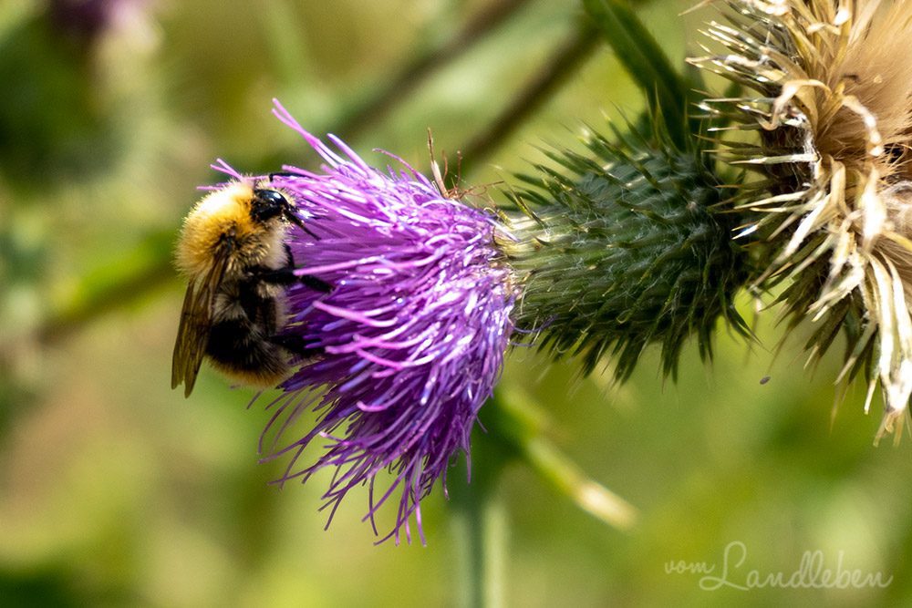 Hummel an Distel