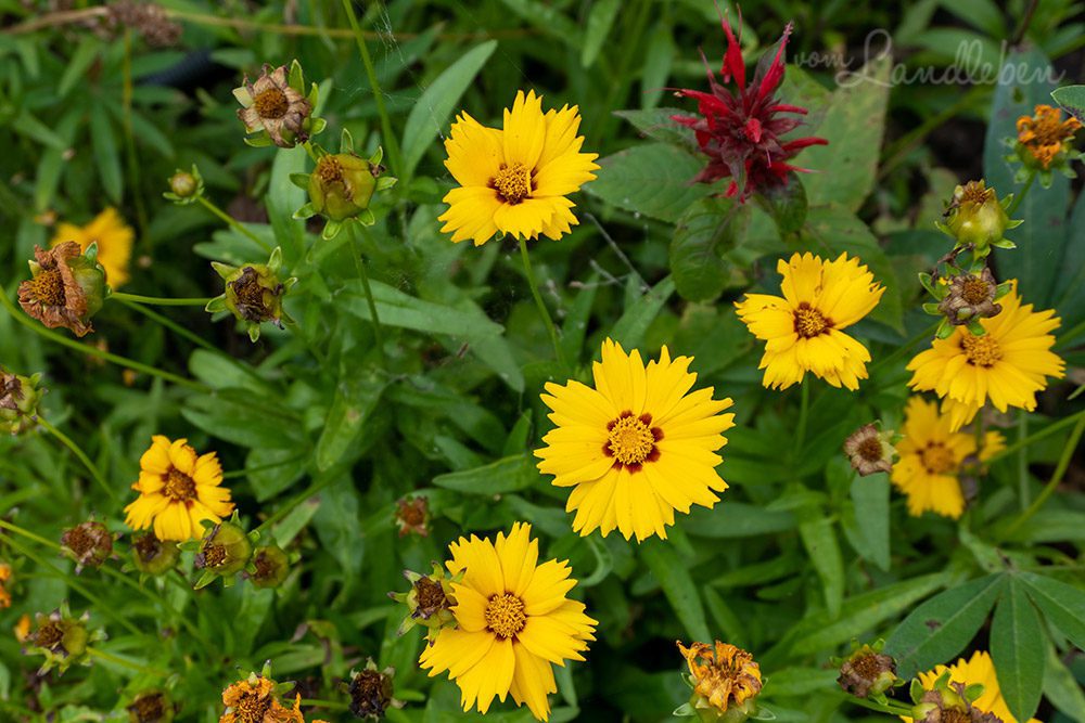 Mädchenauge und Indianernessel