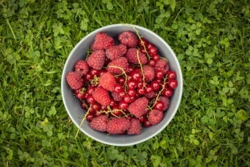 Obst aus eigener Ernte aus dem Garten