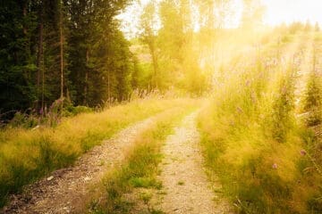 Sonnenstrahlen auf einem Waldweg