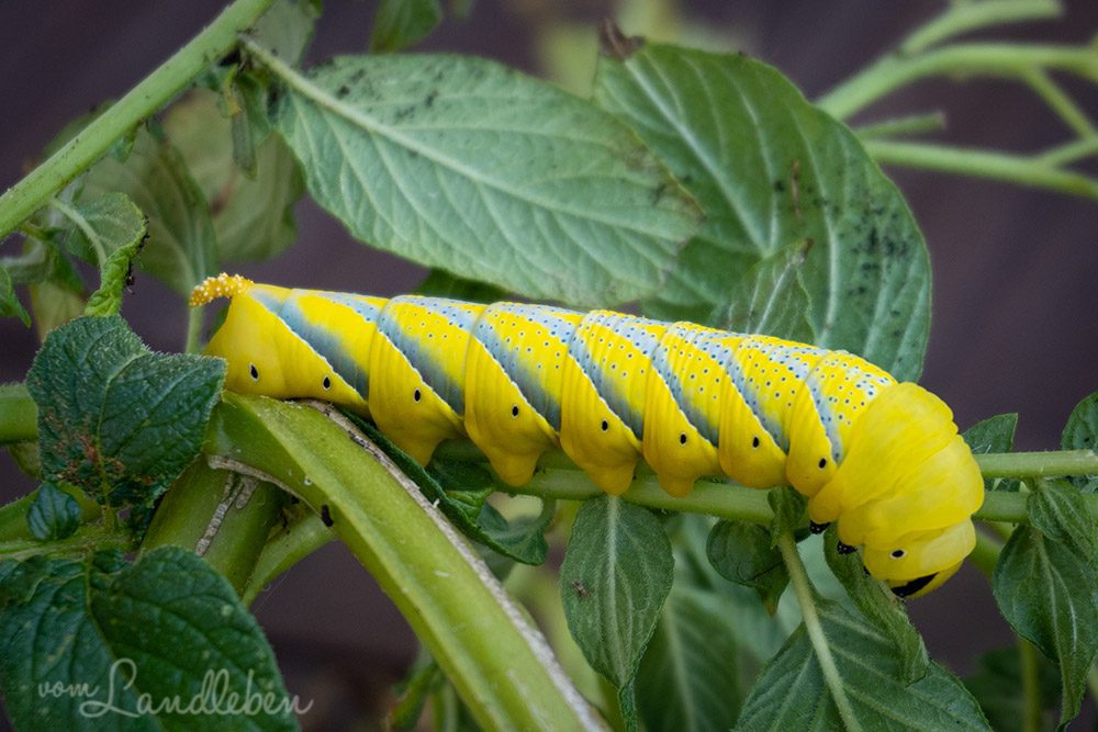 Totenkopfschwärmer-Raupe