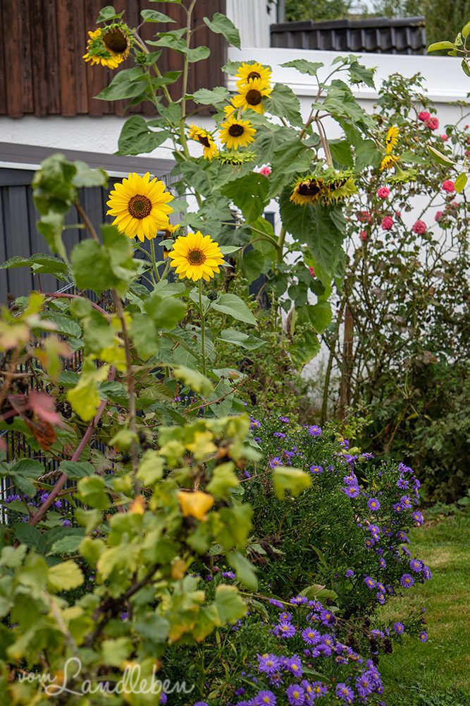 Unser Garten im September 2022