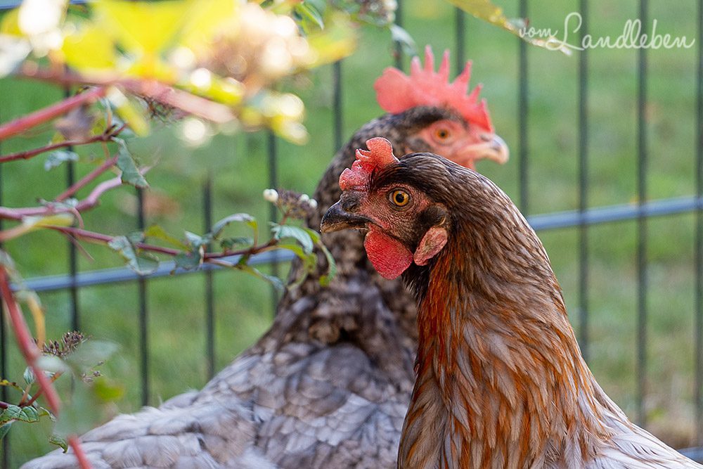 Unsere Hühner - Antonia und Eule