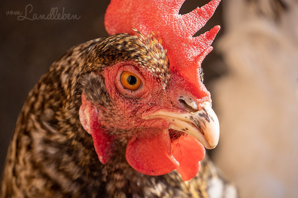 Unsere Hühner - Eule