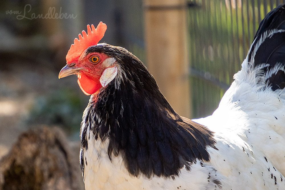Unsere Hühner - Lotte II