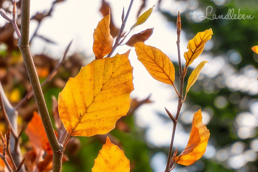 Buchenhecke im Herbst