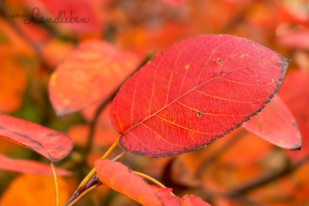 Kupferfelsenbirne im Herbst