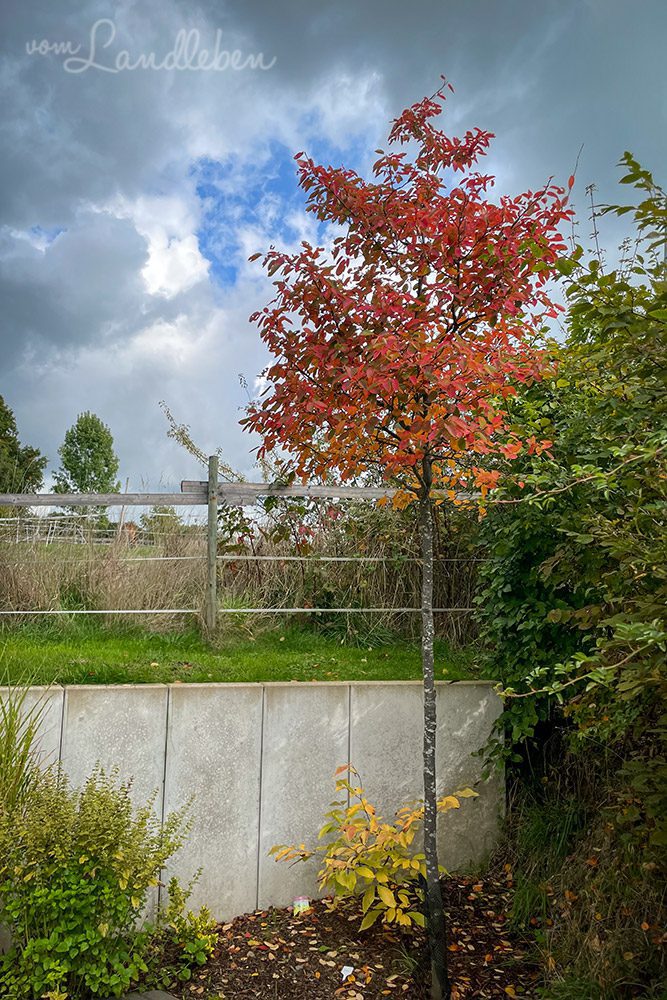 Kupferfelsenbirne im Oktober 2022
