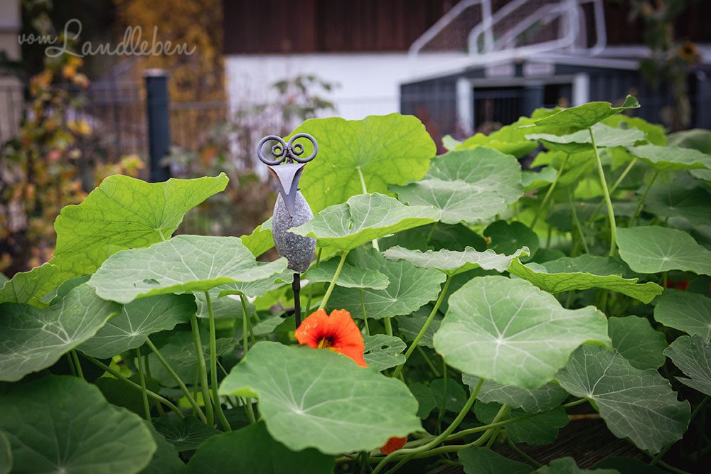 Kapuzinerkresse im Hochbeet