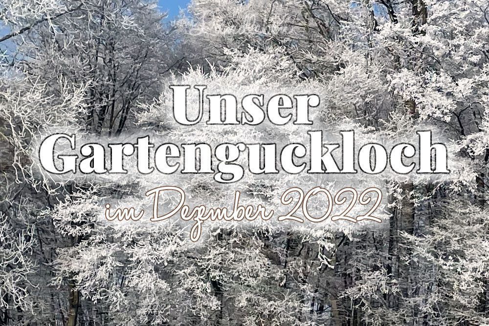 Unser Gartenguckloch im Dezember 2022