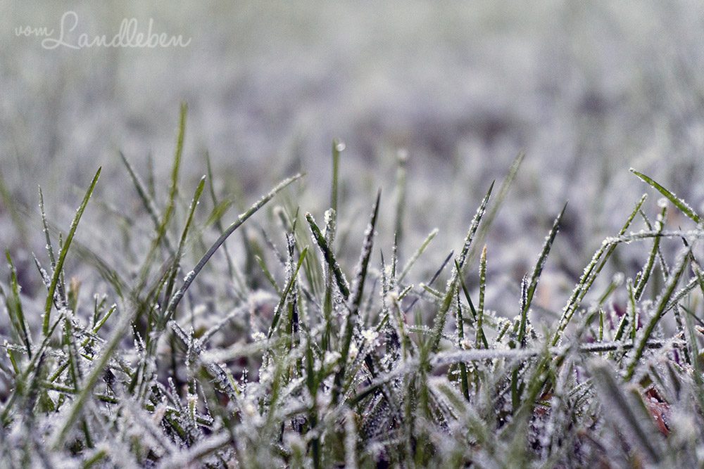 Gefrorene Grashalme