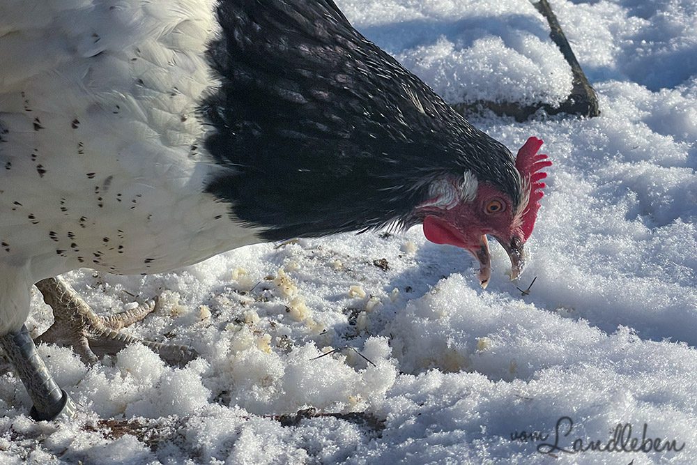 Huhn im Schnee